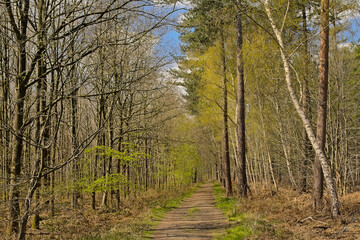  Path through Drongengoed forest on a sunny spring day, Eeklo, flanders, Belgium 