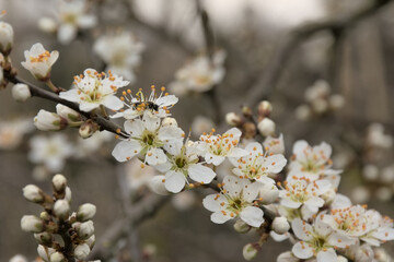 White blackthorn blossoms (Prunus spinosa) - obrazy, fototapety, plakaty