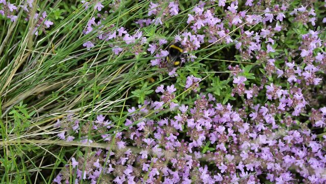 Thymus serpyllum, known by common names of Breckland wild thyme, creeping thyme, or elfin thyme, is species of flowering plant in mint family Lamiaceae, native to most of Europe and North Africa.