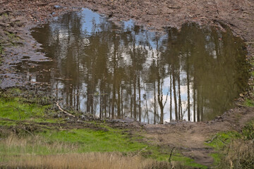 Puddle with mud and reflection of sky and trees.