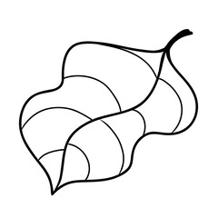 Cocoa tree leaf, black line on white background