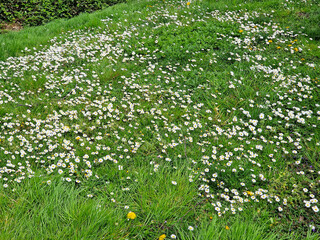 Flowery meadow filled with many Daisies (Bellis perennis) © roelmeijer
