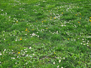 Flowery meadow filled with many Daisies (Bellis perennis)  Dandalions (Taraxacum sp.) and Field speedwell (Veronica persica) © roelmeijer