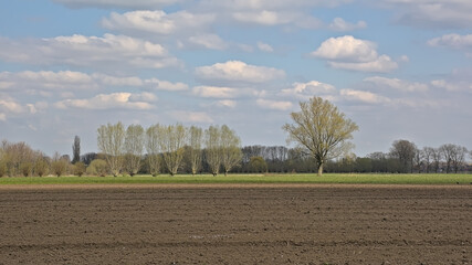 Ploughed field ready for sawing and lush green meadow with willow trees near Eeklo, Flanders, Belgium  - obrazy, fototapety, plakaty
