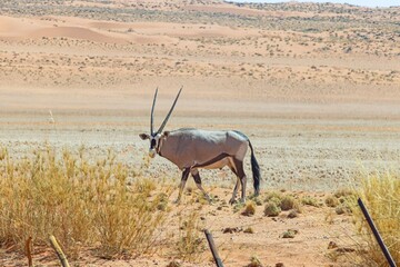 Picture of an Oryx antelope standing in the Namib desert