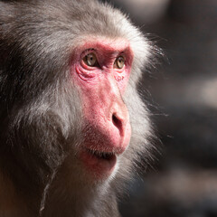 close up of a baboon