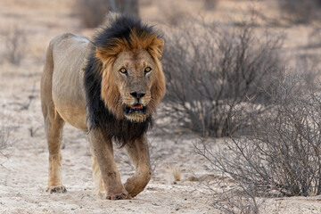 Kalahari Desert. This dominant male lion (Panthera leo) was protecting his prey inKalahari Desert. in the Kgalagadi Transfrontier Park in South Africa.