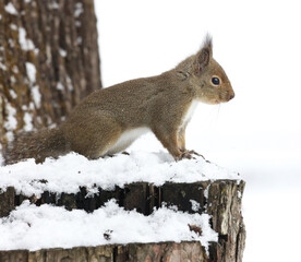 squirrel in the snow