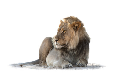 High key lion. Lion resting in the sand in the Kgalagadi Transfrontier Park in South Africa