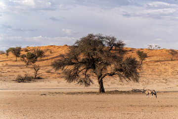 Oryx, African oryx, or gemsbok (Oryx gazella) searching for water and food in the dry red dunes of...