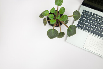 laptop and plant, top view, copy space