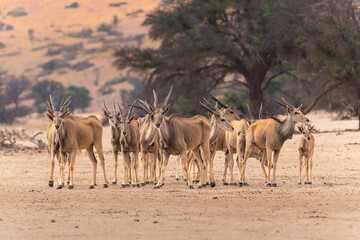 Naklejka na ściany i meble The common eland, also known as the southern eland or eland antelope (Taurotragus oryx) walking to a waterhole in the Kgalagadi Transfrontier Park in South Africa.