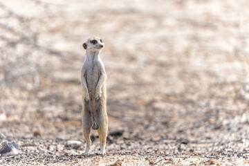 Meerkat (Suricata suricatta), also known as suricate, searching for food in the Kalahari in the Kgalagadi Transfrontier Park in South Africa