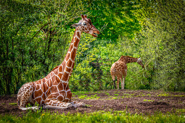 Giraffes in Lush Green Habitat