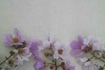 Flowers on the ground 