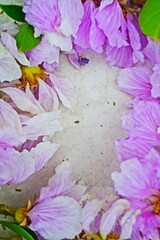 Frame of flowers 