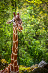 portrait of a giraffe with a long nec.