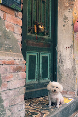 大きな古びたドアの前に座る小さな犬