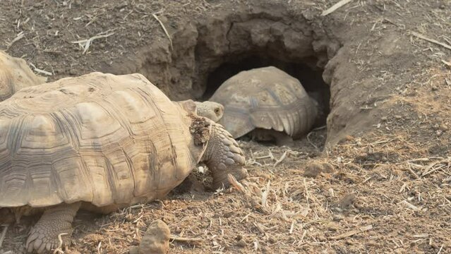 Beautiful African spurred tortoises walking on the ground, digging a pit for laying eggs