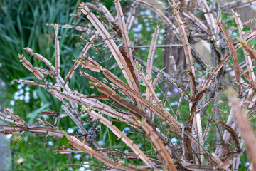 枝に翼がついたニシキギの新葉