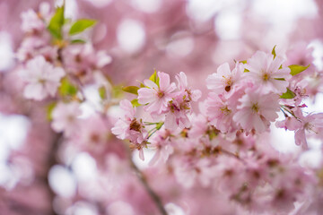 Sakura background with pink flowers in spring time in Prague in April