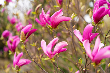 Pink magnolia bush in Prague spring