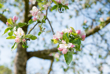 closeup of an apple tree branch with blossoms