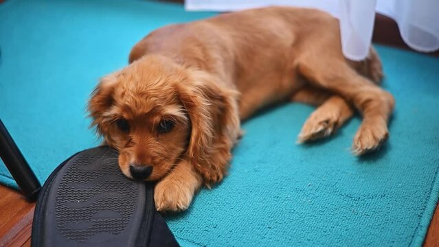 Naughty purebred puppy playing with a slipper, picking at shoes at home