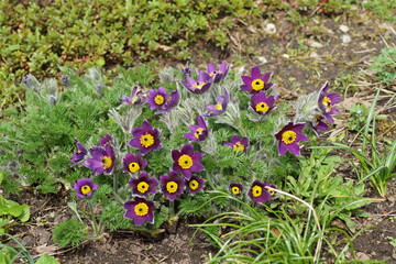 Purple flowers of the common pasque flower, Pulsatilla vulgaris