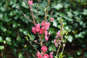 pink blossoms of a peach tree