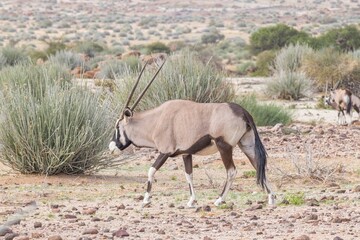 Picture of an Oryx antelope standing in the Namibian Kalahari