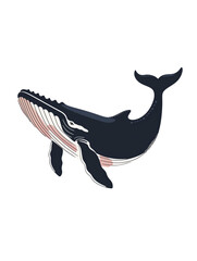 whale illustration isolated on white transparent background. PNG format