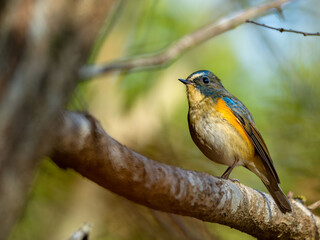 Fototapeta premium 森の中で枝に留まっているルリビタキの雄