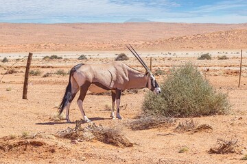 Picture of an Oryx antelope standing in the Namib desert