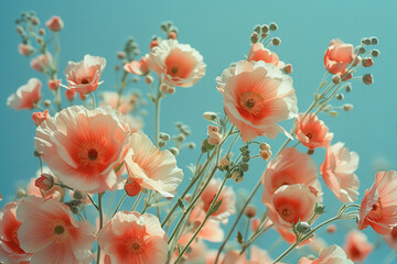 Ethereal Floral Elegance: Delicate Poppies Against Aquamarine Sky