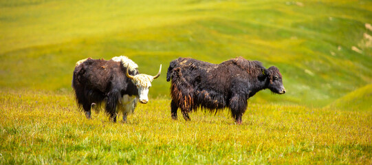 A herd of yaks graze in the mountains. Himalayan big yak in a beautiful landscape. Hairy cow cattle...
