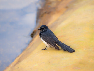 Wagtail Looking Leftish