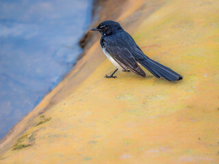Wagtail Looking Evil