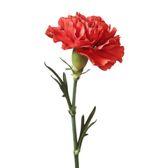 A single red carnation stands out against a transparent background