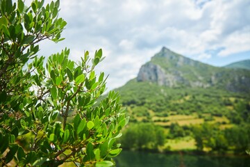 A southern plant. Mountain landscape. The highest mountain of the Pontic Mountain Range - obrazy, fototapety, plakaty