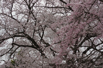 綺麗に咲く満開の桜の木