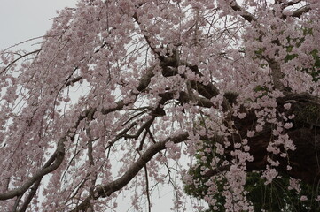 綺麗に咲く満開の桜の木