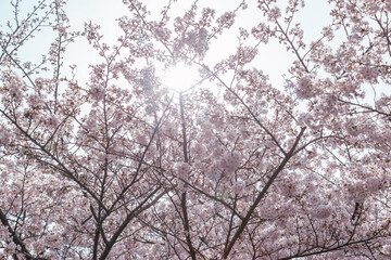 青空の下、満開に咲いた桜の花