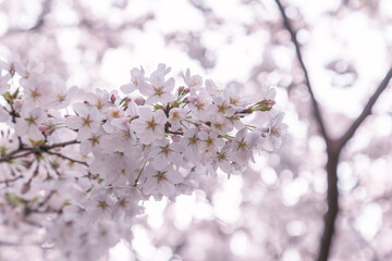 青空の下、満開に咲いた桜の花