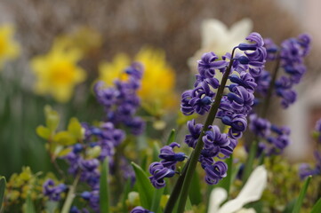 花壇で咲く紫色のヒヤシンス