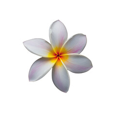 Frangipani blossom white petals, yellow center, on a transparent background