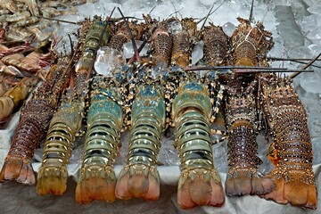 Fresh Prawns and Lobsters at the Filipino market in Kota Kinabalu. Sabah. Borneo island. Malaysia.