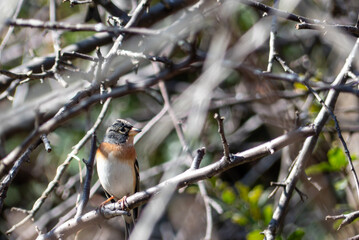 公園の木にアトリがやってきた