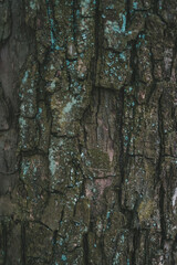 Detailed Close-Up of Tree Bark Texture