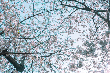青空の下、満開に咲いた桜の花